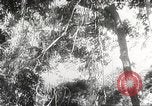 Image of Japanese soldiers Philippines, 1942, second 44 stock footage video 65675062382