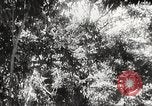 Image of Prince Morihiro Higashi-Kuni Philippines, 1942, second 26 stock footage video 65675062383