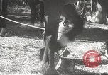 Image of Japanese veterinarian Philippines, 1942, second 19 stock footage video 65675062385