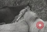 Image of Japanese veterinarian Philippines, 1942, second 20 stock footage video 65675062385
