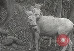 Image of Japanese veterinarian Philippines, 1942, second 21 stock footage video 65675062385