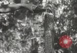 Image of Japanese veterinarian Philippines, 1942, second 22 stock footage video 65675062385