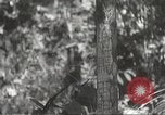 Image of Japanese veterinarian Philippines, 1942, second 23 stock footage video 65675062385