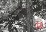 Image of Japanese veterinarian Philippines, 1942, second 24 stock footage video 65675062385