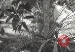 Image of Japanese veterinarian Philippines, 1942, second 25 stock footage video 65675062385