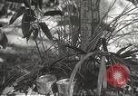 Image of Japanese veterinarian Philippines, 1942, second 26 stock footage video 65675062385
