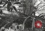 Image of Japanese veterinarian Philippines, 1942, second 27 stock footage video 65675062385