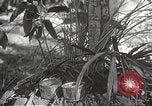 Image of Japanese veterinarian Philippines, 1942, second 28 stock footage video 65675062385
