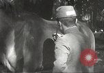 Image of Japanese veterinarian Philippines, 1942, second 34 stock footage video 65675062385