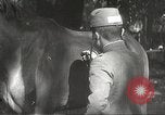 Image of Japanese veterinarian Philippines, 1942, second 35 stock footage video 65675062385