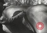 Image of Japanese veterinarian Philippines, 1942, second 36 stock footage video 65675062385