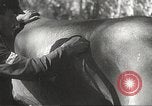 Image of Japanese veterinarian Philippines, 1942, second 37 stock footage video 65675062385