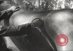 Image of Japanese veterinarian Philippines, 1942, second 38 stock footage video 65675062385