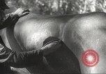 Image of Japanese veterinarian Philippines, 1942, second 39 stock footage video 65675062385