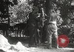 Image of Japanese veterinarian Philippines, 1942, second 42 stock footage video 65675062385