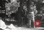 Image of Japanese veterinarian Philippines, 1942, second 43 stock footage video 65675062385