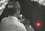 Image of Japanese veterinarian Philippines, 1942, second 44 stock footage video 65675062385