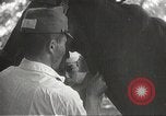 Image of Japanese veterinarian Philippines, 1942, second 45 stock footage video 65675062385