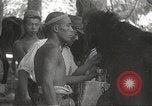 Image of Japanese veterinarian Philippines, 1942, second 55 stock footage video 65675062385