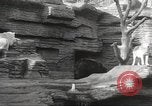 Image of animal foes Milwaukee Wisconsin USA, 1932, second 17 stock footage video 65675062516