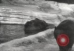 Image of animal foes Milwaukee Wisconsin USA, 1932, second 35 stock footage video 65675062516