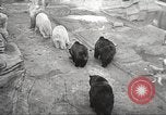 Image of animal foes Milwaukee Wisconsin USA, 1932, second 38 stock footage video 65675062516