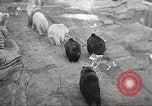 Image of animal foes Milwaukee Wisconsin USA, 1932, second 39 stock footage video 65675062516