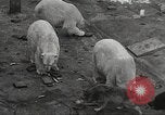 Image of animal foes Milwaukee Wisconsin USA, 1932, second 41 stock footage video 65675062516
