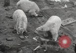 Image of animal foes Milwaukee Wisconsin USA, 1932, second 42 stock footage video 65675062516