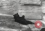 Image of animal foes Milwaukee Wisconsin USA, 1932, second 43 stock footage video 65675062516