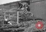 Image of shipping firs Shelton Washington USA, 1932, second 40 stock footage video 65675062517