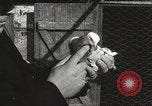 Standbild Tauben freigegeben Jackson Heights Long Island New York USA, 1932, aus Sekunde 49 historischem Filmmaterial Videoclip 65675062521