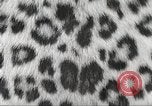 Image tapis de peau de Fourrure Léopard massives en provenance de la Corée Pueblo Colorado USA, 1951, de la seconde 7 séquences d'archives historiques vidéo 65675062527