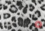 Image tapis de peau de Fourrure Léopard massives en provenance de la Corée Pueblo Colorado USA, 1951, de la seconde 8 séquences d'archives historiques vidéo 65675062527