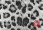 Image tapis de peau de Fourrure Léopard massives en provenance de la Corée Pueblo Colorado USA, 1951, de la seconde 9 séquences d'archives historiques vidéo 65675062527