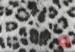 Image tapis de peau de Fourrure Léopard massives en provenance de la Corée Pueblo Colorado USA, 1951, de la seconde 10 séquences d'archives historiques vidéo 65675062527