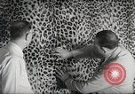 Image tapis de peau de Fourrure Léopard massives en provenance de la Corée Pueblo Colorado USA, 1951, de la seconde 20 séquences d'archives historiques vidéo 65675062527