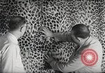 Image tapis de peau de Fourrure Léopard massives en provenance de la Corée Pueblo Colorado USA, 1951, de la seconde 21 séquences d'archives historiques vidéo 65675062527
