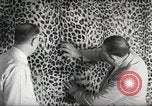 Image tapis de peau de Fourrure Léopard massives en provenance de la Corée Pueblo Colorado USA, 1951, de la seconde 23 séquences d'archives historiques vidéo 65675062527