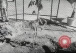 Image of Queen Elizabeth II Jamaica, 1953, second 36 stock footage video 65675062537