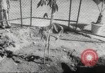 Image of Queen Elizabeth II Jamaica, 1953, second 37 stock footage video 65675062537