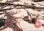 Image of United States Marines Tarawa Gilbert Islands, 1944, second 33 stock footage video 65675062570