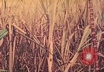 Image of United States Marines Saipan Northern Mariana Islands, 1944, second 23 stock footage video 65675062579