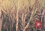 Image of United States Marines Saipan Northern Mariana Islands, 1944, second 27 stock footage video 65675062579