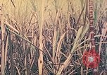 Image of United States Marines Saipan Northern Mariana Islands, 1944, second 28 stock footage video 65675062579