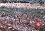 Image des Marines des États-Unis Saipan Îles Mariannes du Nord, 1944, de la seconde 19 séquences d'archives historiques vidéo 65675062586