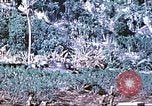 Image des Marines des États-Unis Saipan Îles Mariannes du Nord, 1944, de la seconde 46 séquences d'archives historiques vidéo 65675062586