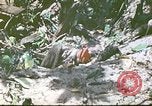 Image des Marines des États-Unis Saipan Îles Mariannes du Nord, 1944, de la seconde 35 séquences d'archives historiques vidéo 65675062588