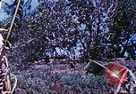 Image des Marines des États-Unis Saipan Îles Mariannes du Nord, 1944, de la seconde 25 séquences d'archives historiques vidéo 65675062590