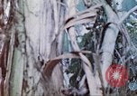 Image des Marines des États-Unis Saipan Îles Mariannes du Nord, 1944, de la seconde 3 séquences d'archives historiques vidéo 65675062591